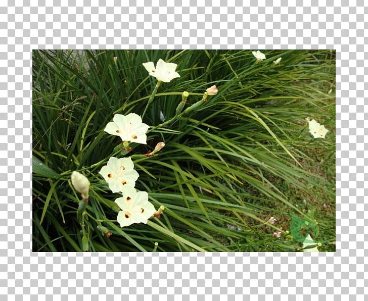 Dietes Iridioides Dietes Bicolor Moraea Plant Garden PNG, Clipart, Begonia, Dietes, Dietes Bicolor, Flower, Flowering Plant Free PNG Download