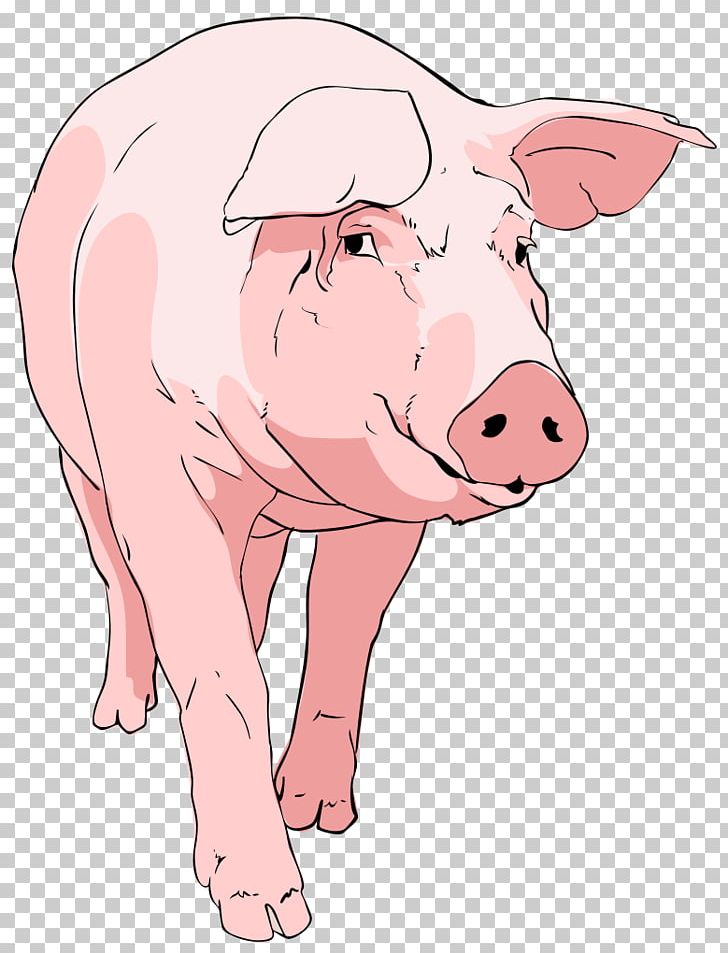 Domestic Pig Drawing PNG, Clipart, Animal Figure, Cartoon, Desktop Wallpaper, Domestic Pig, Download Free PNG Download