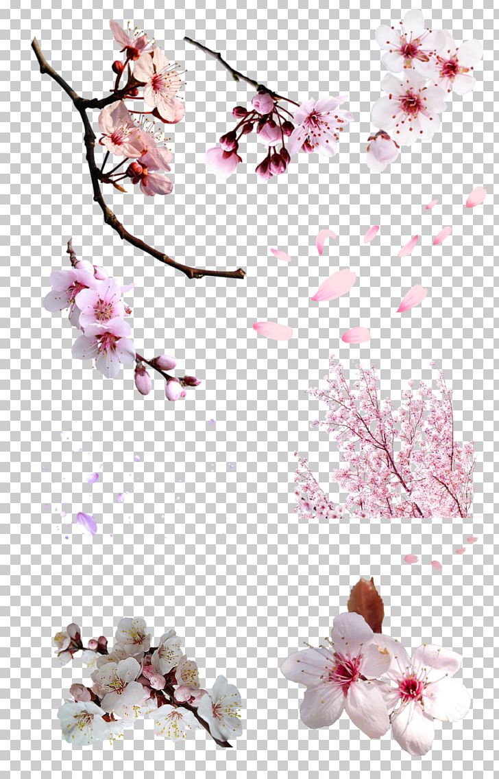 National Cherry Blossom Festival Cerasus Flower PNG, Clipart, Blossom, Branch, Cerasus, Cherry Blossom, Desktop Wallpaper Free PNG Download