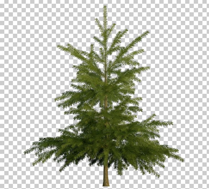 Spruce Fir Pine Stock Photography PNG, Clipart, Arecaceae, Banana, Bark, Branch, Cbf Free PNG Download