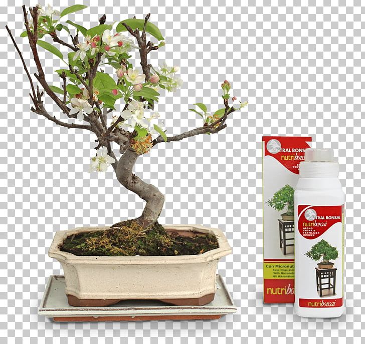 Chinese Sweet Plum Flowerpot Tree Sageretia PNG, Clipart, Bonsai, Flowerpot, Houseplant, Others, Plant Free PNG Download