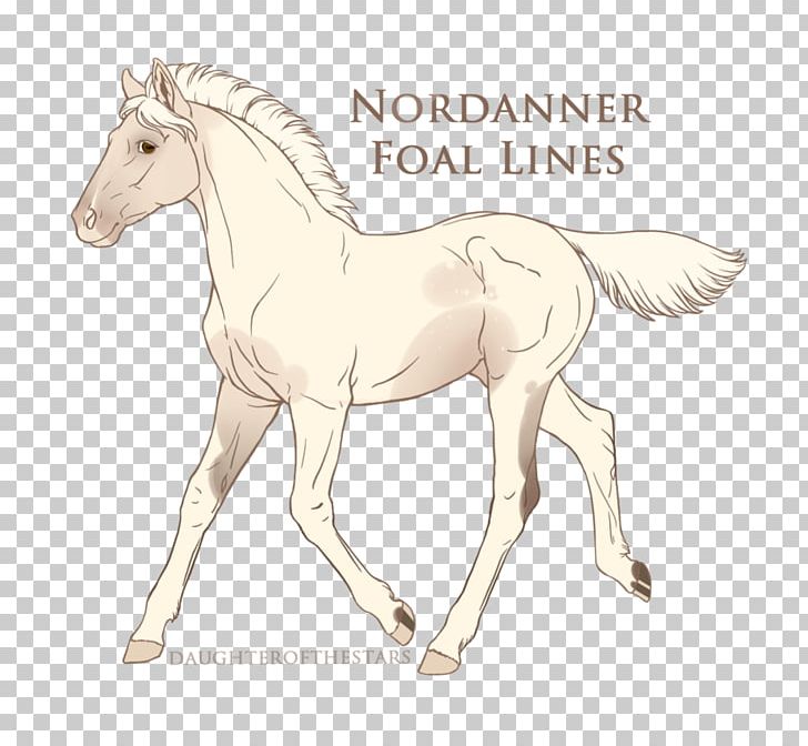 Foal Stallion Colt Mustang Mare PNG, Clipart, Bridle, Chantilly Lace, Equestrian, Equestrian Vaulting, Eye Free PNG Download