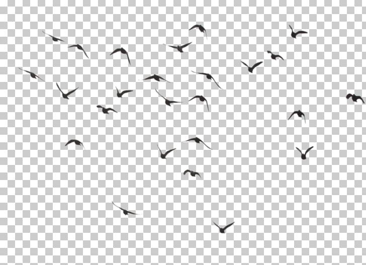 Hummingbird Flock PNG, Clipart, Angle, Animal Migration, Animals, Beak, Bird Free PNG Download