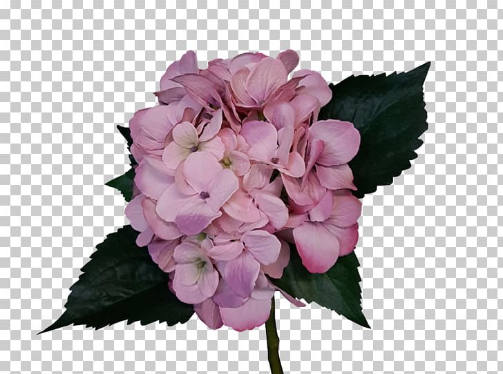 Hydrangea Cut Flowers Pink Rose PNG, Clipart, Artificial Flower, Begonia, Blue Hydrangea, Carnation, Cornales Free PNG Download