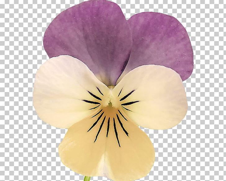 Pansy Organic Food Plants Helen Herb PNG, Clipart, Closeup, Flower, Flowering Plant, Genetically Modified Organism, Helen Free PNG Download