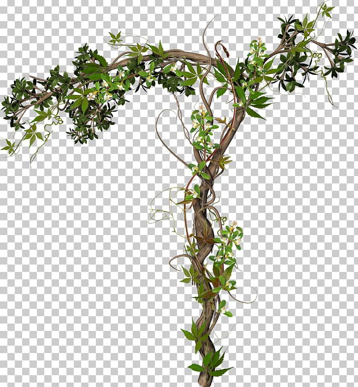 Vine Photography PNG, Clipart, Branch, Clip Art, Cucumber, Drawing, Encapsulated Postscript Free PNG Download