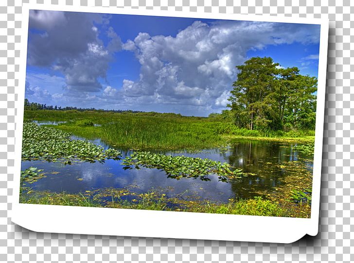 Everglades Shark Valley John Pennekamp Coral Reef State Park Hammock Acadia National Park PNG, Clipart, Airboat, Biome, Ecosystem, Energy, Everglades Free PNG Download