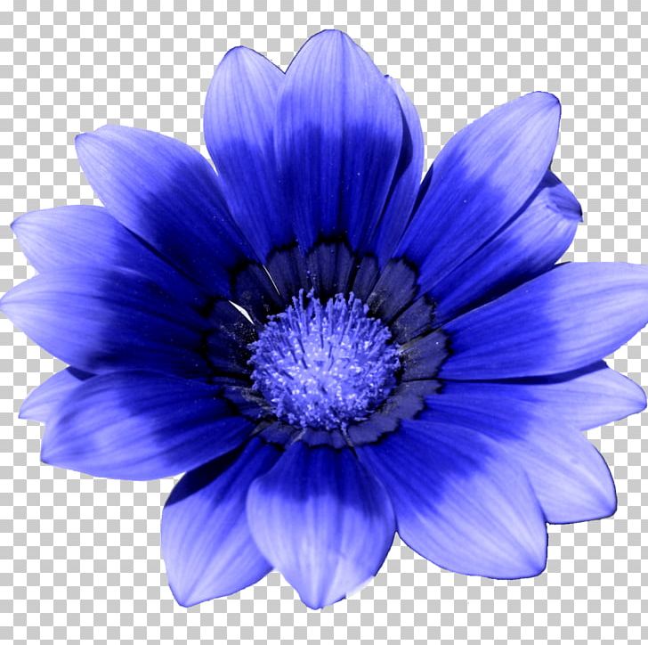 Flower Blue Painting Photography PNG, Clipart, Anemone, Animation, Annual Plant, Art, Aster Free PNG Download