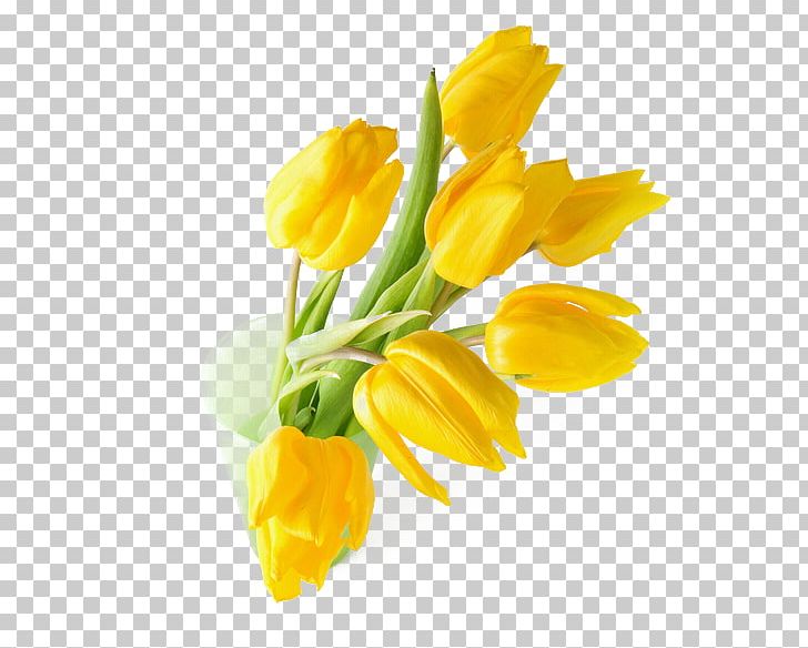 Indira Gandhi Memorial Tulip Garden Tulipa Gesneriana Flower Yellow PNG, Clipart, Bottle, Bottle Plug, Cut Flowers, Floral Design, Floristry Free PNG Download