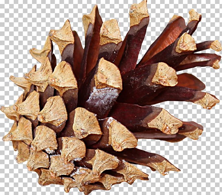 Stone Pine Conifer Cone PNG, Clipart, Cone, Conifer Cone, Fir, Line, Others Free PNG Download