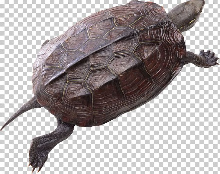 Turtle Red-eared Slider PNG, Clipart, Animals, Chelydridae, Common Snapping Turtle, Digital Image, Emydidae Free PNG Download