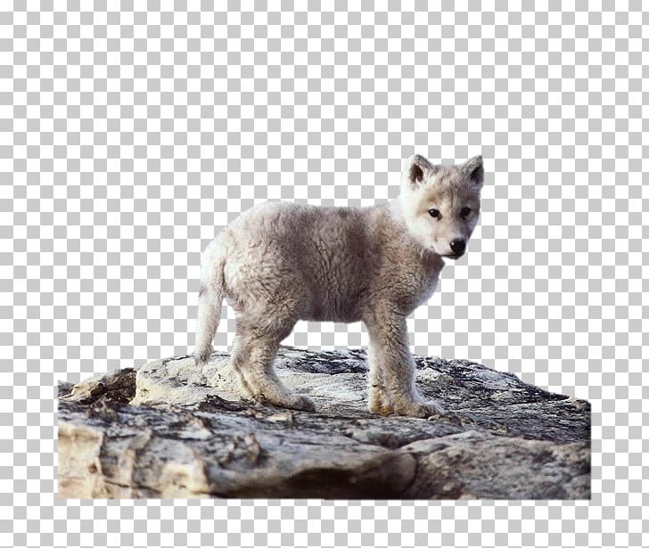 Alaskan Tundra Wolf Coyote Dog Puppy Animal PNG, Clipart, Animal, Animals, Arctic Fox, Aullido, Beyaz Kurt Free PNG Download