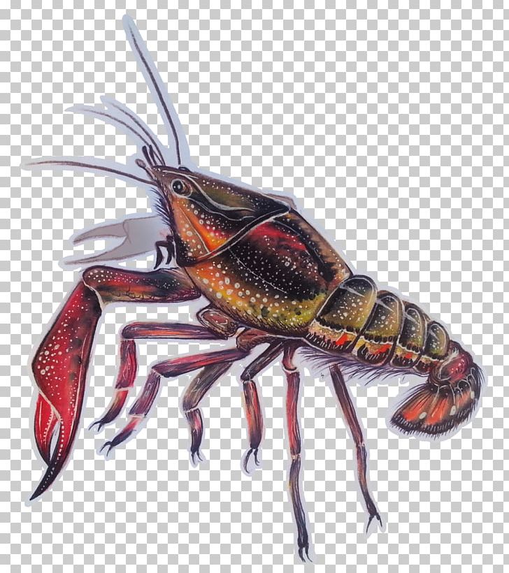 American Lobster Crayfish European Lobster Freshwater Crab Spiny Lobster PNG, Clipart, American Lobster, Animal, Animal Source Foods, Art, Arthropod Free PNG Download