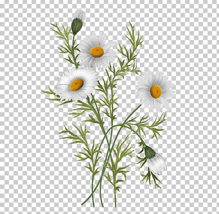 Common Daisy Oxeye Daisy Chrysanthemum Flower Daisy Family PNG, Clipart, Aster, Botany, Chamaemelum Nobile, Chrysanthemum, Chrysanths Free PNG Download