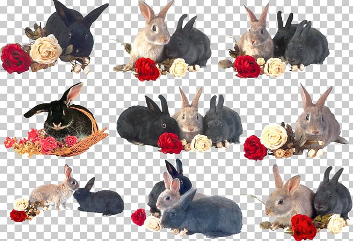 Hare Domestic Rabbit PNG, Clipart, Animal, Animals, Domestic Rabbit, Download, Fauna Free PNG Download