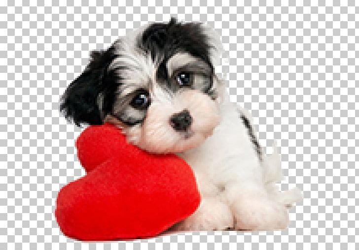 Havanese Dog Puppy Morkie Shih Tzu Valentine's Day PNG, Clipart,  Free PNG Download