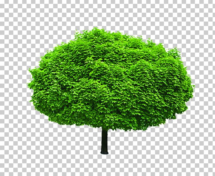 Tree Shrub Stock Photography Evergreen Branch PNG, Clipart, Agac, Barringtonia, Barringtonia Asiatica, Branch, Evergreen Free PNG Download