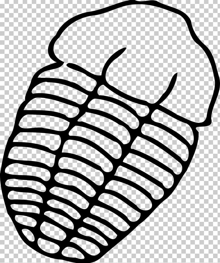 Trilobite Drawing Fossil PNG, Clipart, Artwork, Black And White, Chair, Drawing, Fauteuil Free PNG Download