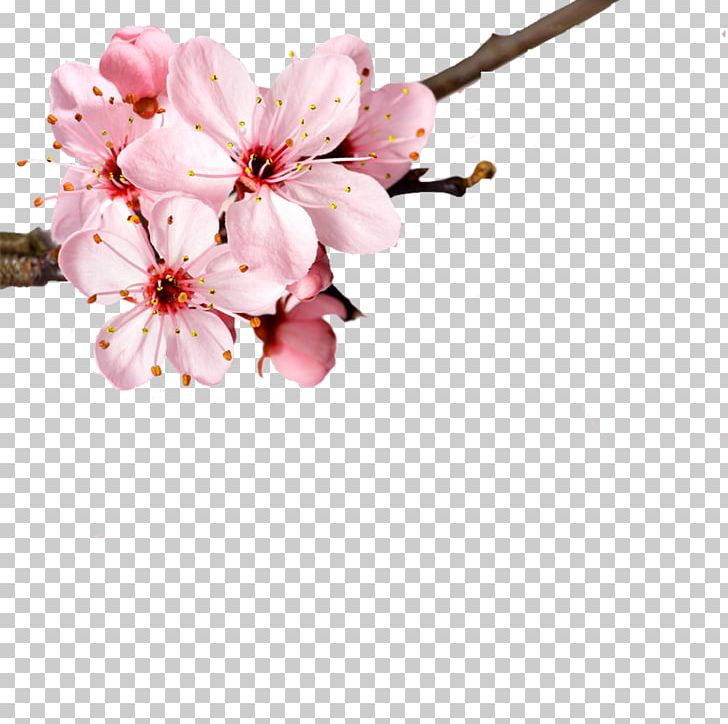 Cherry Blossom Flower Petal PNG, Clipart, Branch, Cherry, Cherry Pink, Decorative, Decorative Effect Free PNG Download