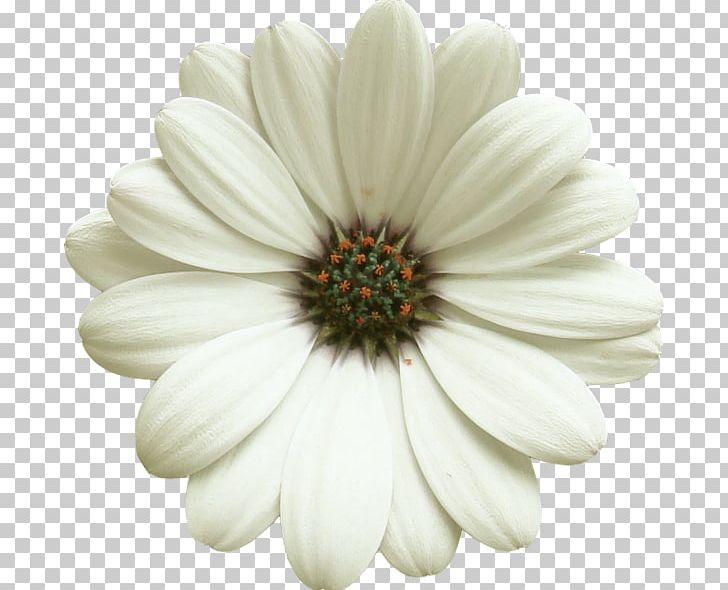 Flower Transvaal Daisy PNG, Clipart, Aster, Blue, Camomile, Chrysanths, Color Free PNG Download
