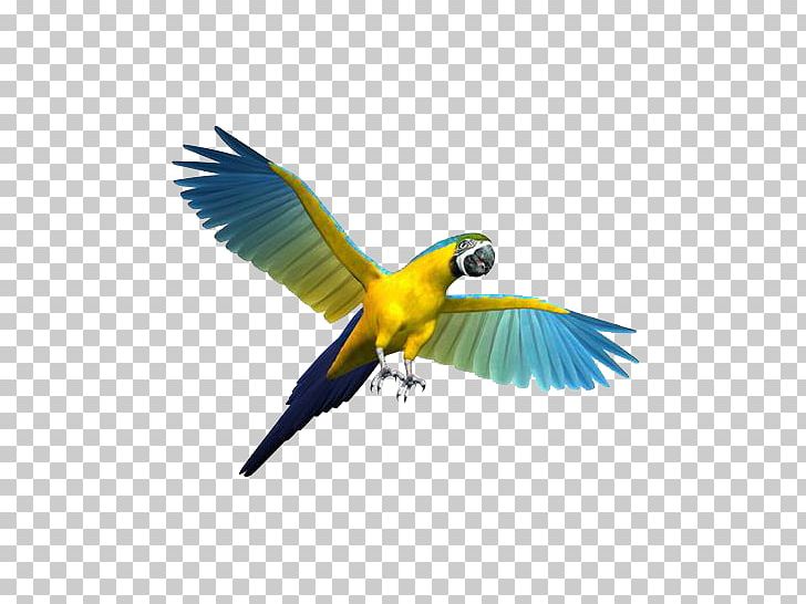Parrot Bird Cockatiel Budgerigar Toy PNG, Clipart, Animal, Animals, Beak, Birdcage, Cage Free PNG Download