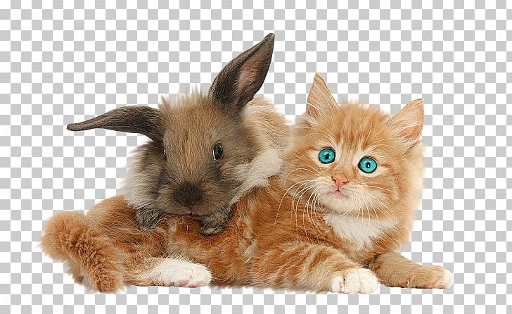 Kitten Domestic Rabbit Maine Coon Abyssinian Cat PNG, Clipart, Abyssinian Cat, Animal, Canvas Print, Carnivoran, Cat Free PNG Download