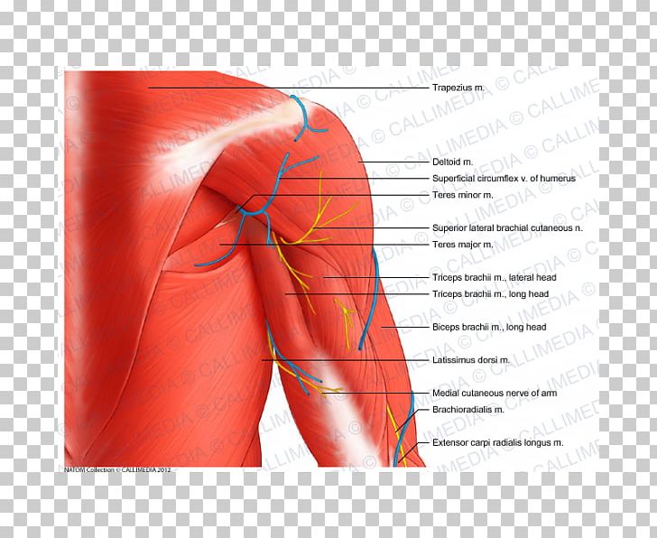 Shoulder Coronal Plane Muscle Arm Anatomy PNG, Clipart, 360 Degrees, Abdomen, Active Undergarment, Anatomy, Arm Free PNG Download