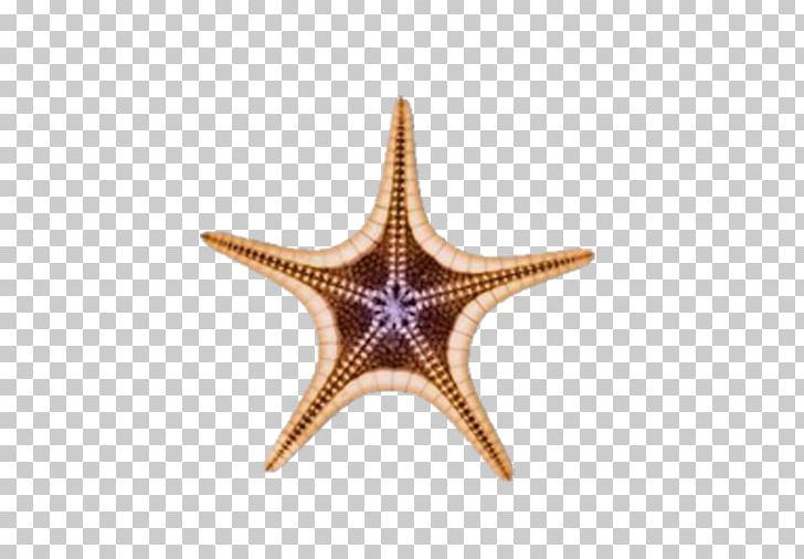 Starfish Euclidean Icon PNG, Clipart, Animals, Beach, Beautiful Starfish, Cartoon Starfish, Echinoderm Free PNG Download