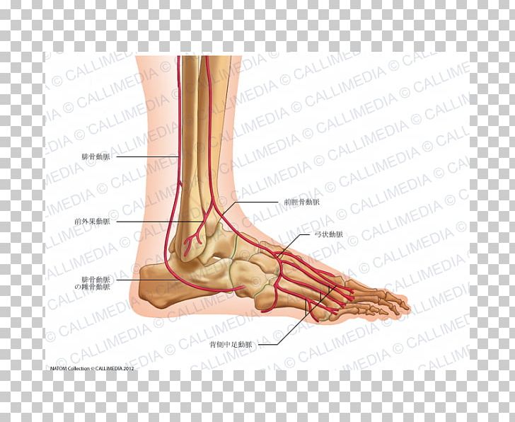 Thumb Foot Dorsalis Pedis Artery Anterior Tibial Artery PNG, Clipart, Abdomen, Anatomy, Ankle, Anterior Tibial Artery, Arm Free PNG Download