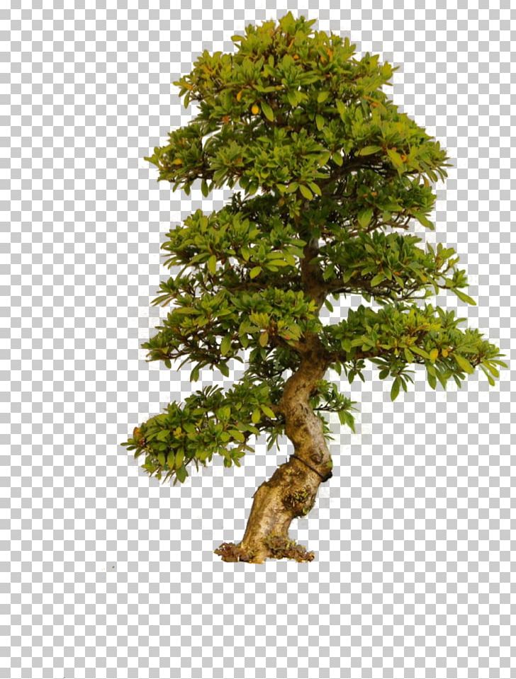 Tree PNG, Clipart, Bonsai, Branch, Clip Art, Computer Icons, Display Resolution Free PNG Download