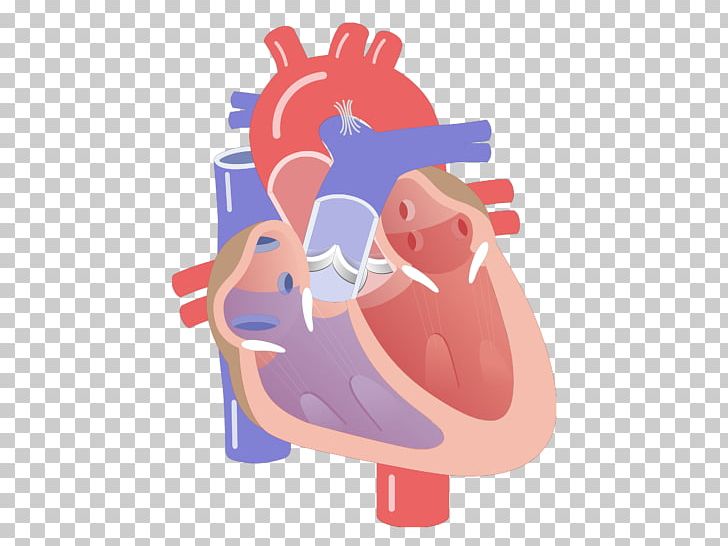 Cardiac Cycle Electrical Conduction System Of The Heart Heart Valve Systole PNG, Clipart, Anatomy, Aortic Valve, Atrioventricular Node, Atrium, Cardiac Cycle Free PNG Download