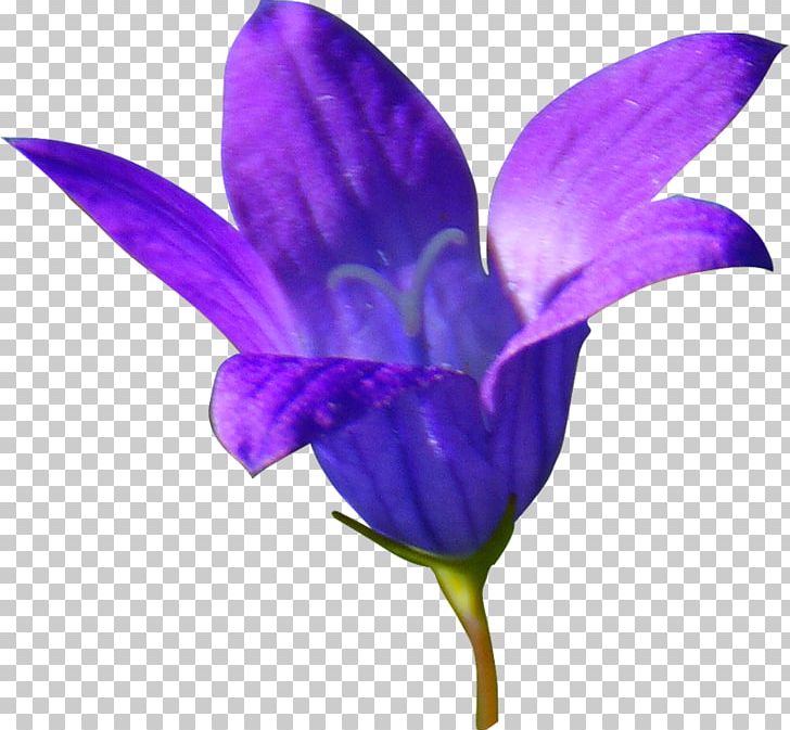 Bellflowers PNG, Clipart, Bellflower, Bellflower Family, Bellflowers, Blog, Crocus Free PNG Download