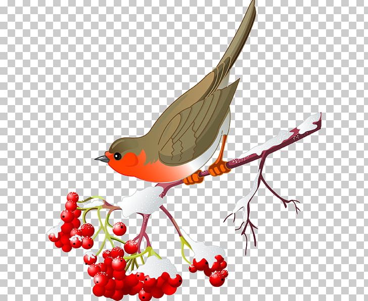 Bird Northern Cardinal European Robin PNG, Clipart, American Robin, Animals, Beak, Bird, Branch Free PNG Download