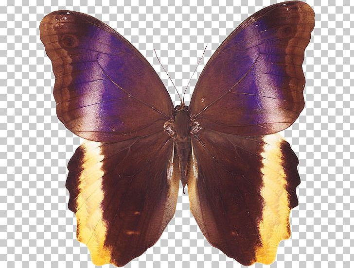 Brush-footed Butterflies Butterfly Gossamer-winged Butterflies Moth PNG, Clipart, Arthropod, Art Museum, Blue, Brush Footed Butterfly, Butterfly Free PNG Download