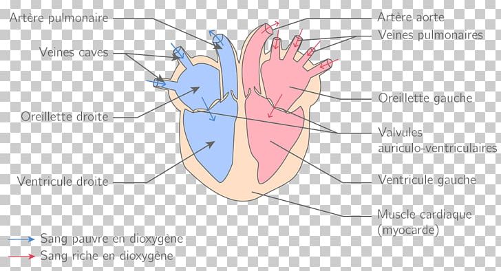 Circulatory System Heart Blood Vessel Physiology PNG, Clipart, Abdomen, Angle, Area, Arm, Artery Free PNG Download