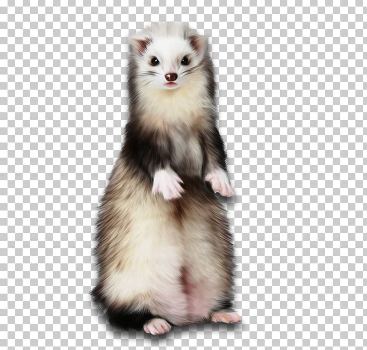 Ferret Weasels Cat Paper Rodent PNG, Clipart, Animal, Animals, Blackfooted Ferret, Canvas, Canvas Print Free PNG Download