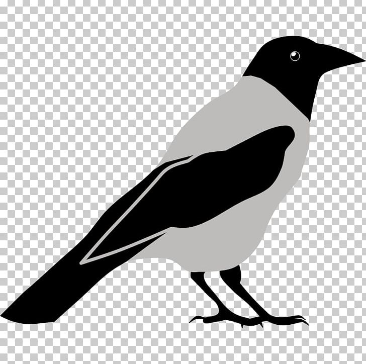 Common Raven Crow Bird PNG, Clipart, American Crow, Beak, Bird, Black And White, Common Raven Free PNG Download