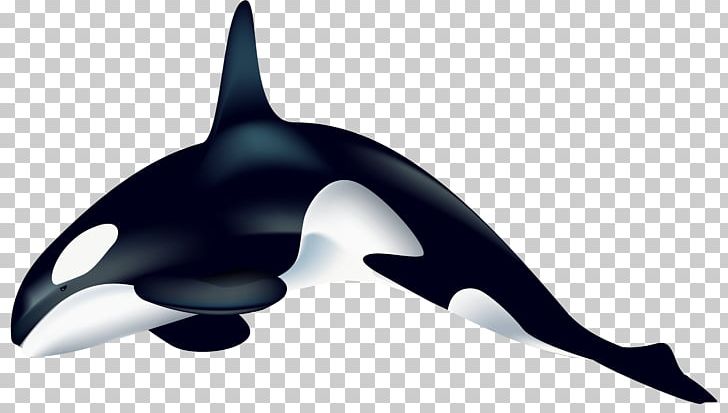 Killer Whale Dolphin PNG, Clipart, Animals, Blue Whale, Cetacea, Clip Art, Dolphin Free PNG Download
