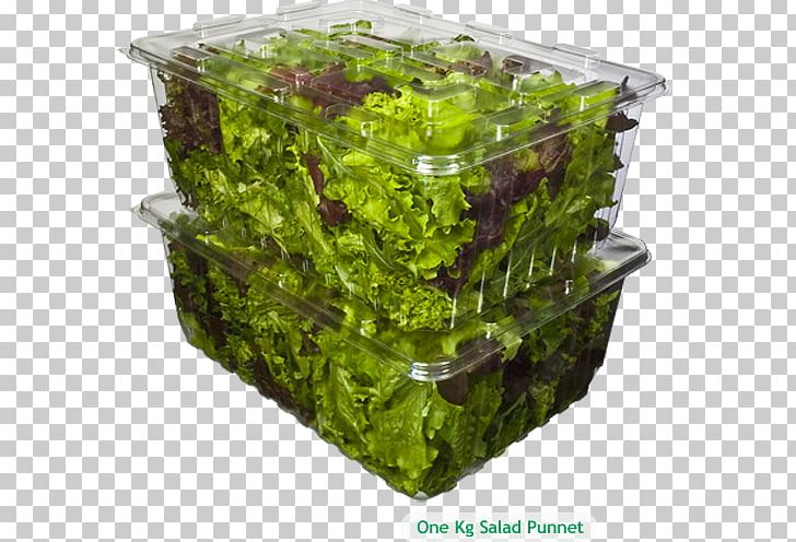 Lettuce Flowerpot Herb PNG, Clipart, Flowerpot, Food Industry, Herb, Leaf Vegetable, Lettuce Free PNG Download