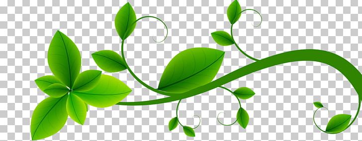 Flower Plant Stem Leaf Branching PNG, Clipart, Branch, Branching, Flora, Flower, Green Free PNG Download