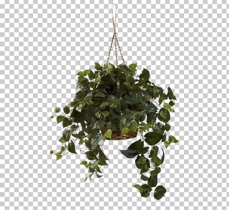 Hanging Basket Philodendron Vine Devil's Ivy Vascular Plant PNG, Clipart,  Free PNG Download