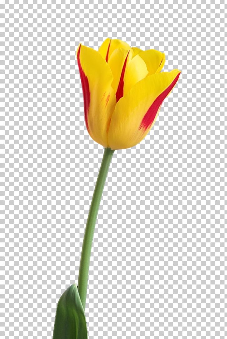 Tulip Flower Portable Network Graphics Petal PNG, Clipart, Bud, Closeup, Cut Flowers, Flower, Flowering Plant Free PNG Download