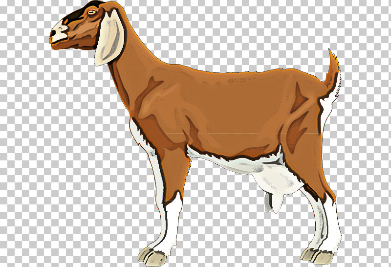 Cow-goat Family Goats Animal Figure Livestock Goat PNG, Clipart, Animal Figure, Cowgoat Family, Fawn, Goat, Goatantelope Free PNG Download