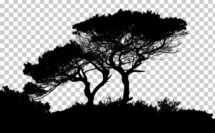Desktop Tree High-definition Video Oak PNG, Clipart, 1080p, Black And White, Branch, Computer Wallpaper, Desktop Wallpaper Free PNG Download