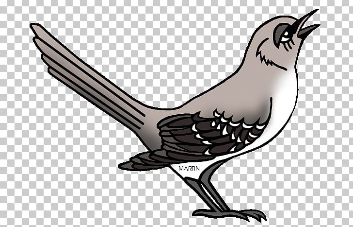 Northern Mockingbird To Kill A Mockingbird Drawing PNG, Clipart, Artwork, Beak, Bird, Black And White, Drawing Free PNG Download