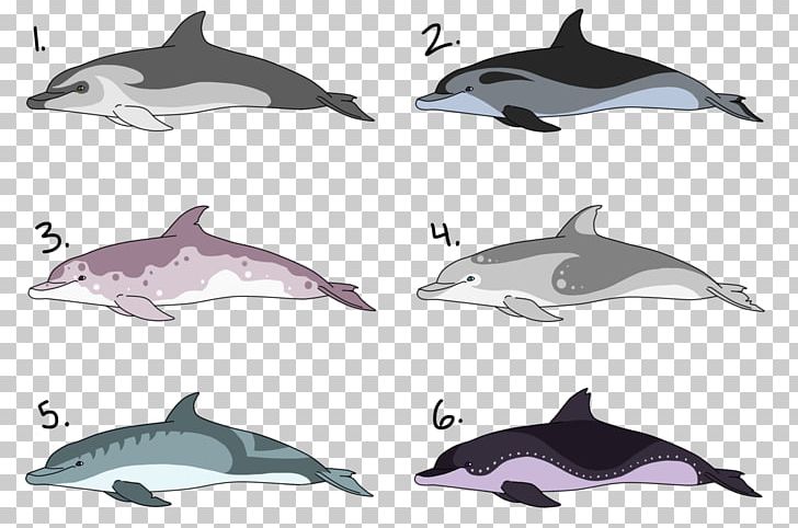 Porpoise Rough-toothed Dolphin Common Bottlenose Dolphin White-beaked Dolphin Spinner Dolphin PNG, Clipart, Animals, Automotive Design, Cetacea, Fauna, Fin Free PNG Download