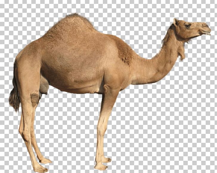 Camel PNG, Clipart, Animals, Arabian Camel, Bactrian Camel, Camel Like Mammal, Catlovers Free PNG Download