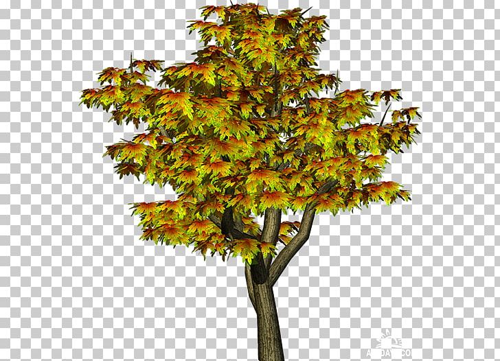 Tree PNG, Clipart, Autumn, Branch, Deciduous, Document, Editing Free PNG Download