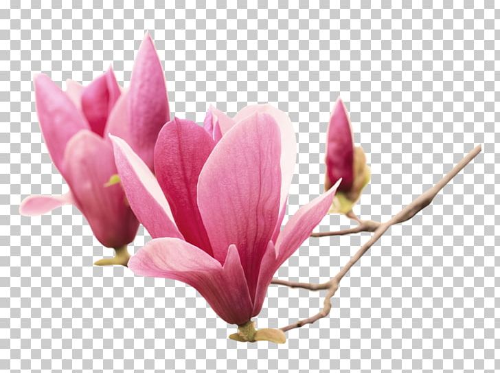 Chinese Magnolia Southern Magnolia Flower Magnolia Liliiflora Sticker PNG, Clipart, Blossom, Branch, Chinese, Chinese Magnolia, Flowering Plant Free PNG Download