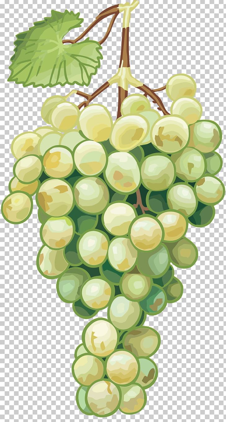 Common Grape Vine Drawing Grape Seed Oil PNG, Clipart, Carrier Oil, Common Grape Vine, Drawing, Encapsulated Postscript, Flowering Plant Free PNG Download